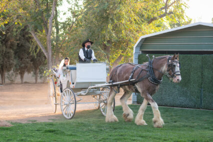 horse drawn carriage